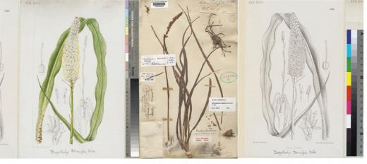 plant specimens